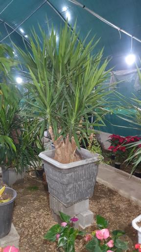 عکس گلخانه تولایی