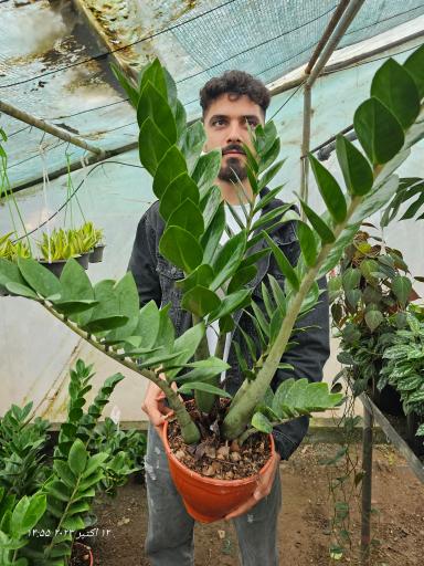 عکس گلخانه تولایی