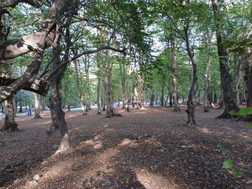 عکس پارک جنگلی تلار