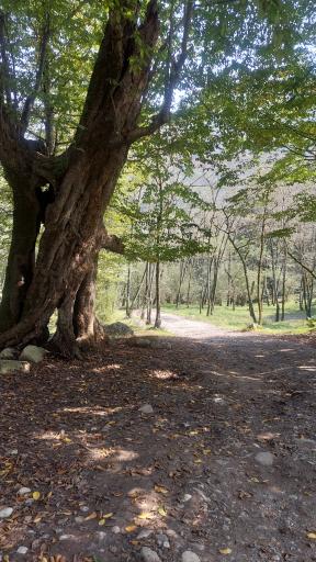 عکس پارک جنگلی تلار