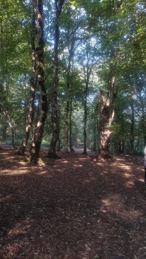 عکس پارک جنگلی تلار