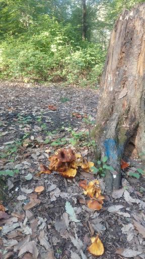 عکس پارک جنگلی تلار