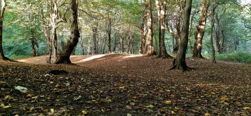 عکس پارک جنگلی تلار