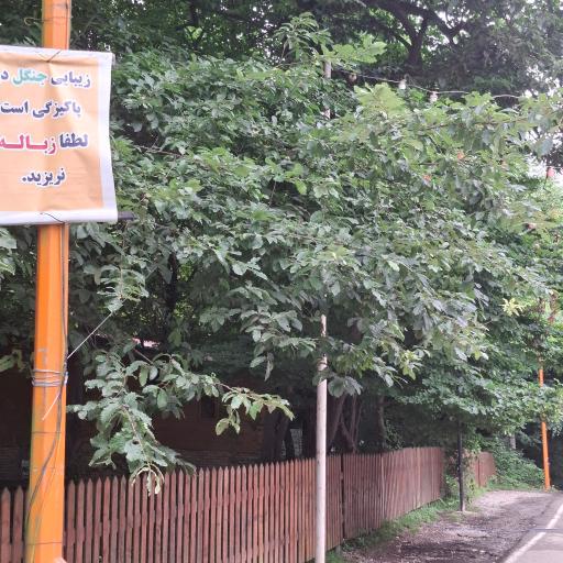 عکس پارک جنگلی تلار