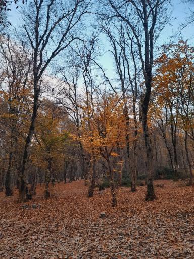 عکس پارک جنگلی تلار