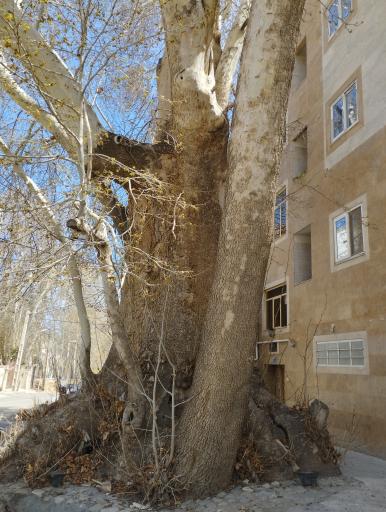 عکس درخت چنار تاریخی رهن