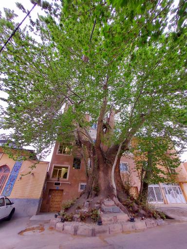 عکس درخت چنار تاریخی رهن