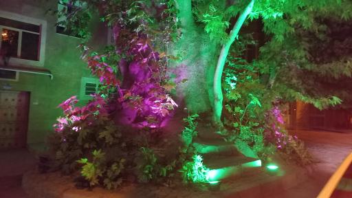 عکس درخت چنار تاریخی رهن