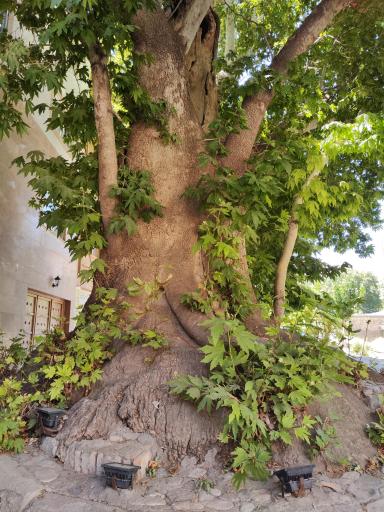 عکس درخت چنار تاریخی رهن