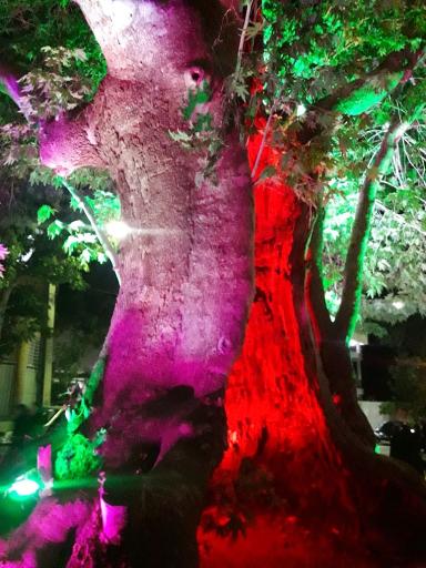 عکس درخت چنار تاریخی رهن