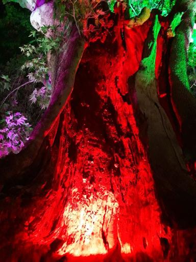 عکس درخت چنار تاریخی رهن