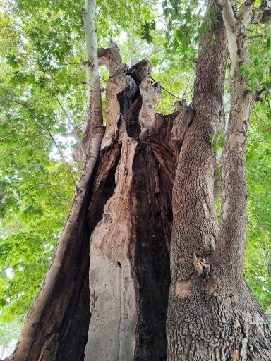 عکس درخت چنار تاریخی رهن