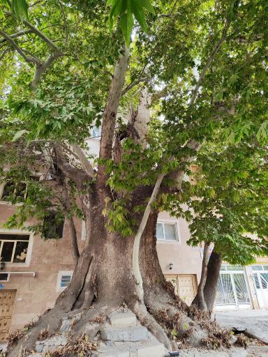 عکس درخت چنار تاریخی رهن