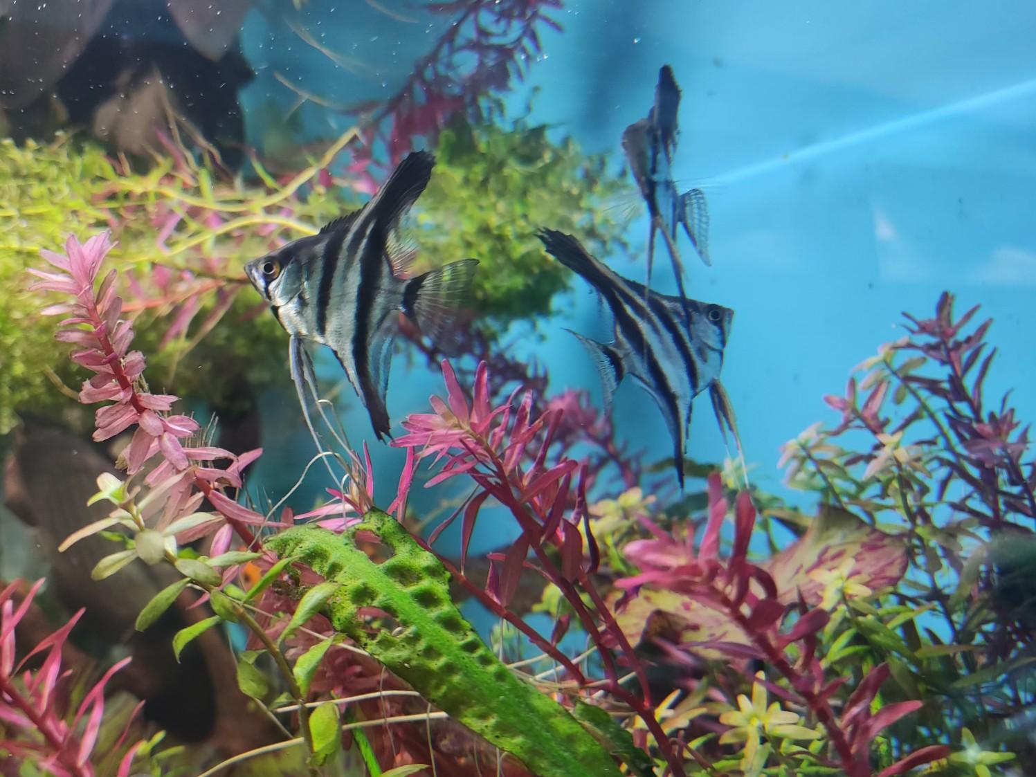 عکس آکواریوم و ماهی زینتی آمازون