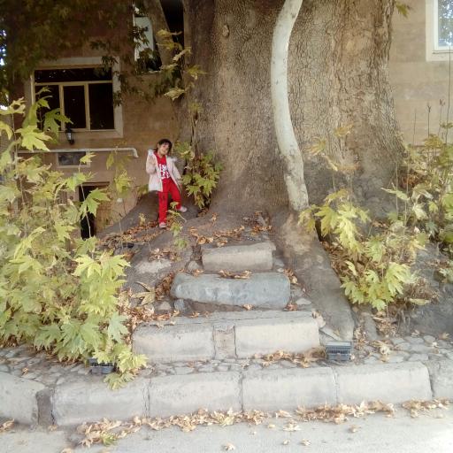 عکس درخت چنار تاریخی رهن