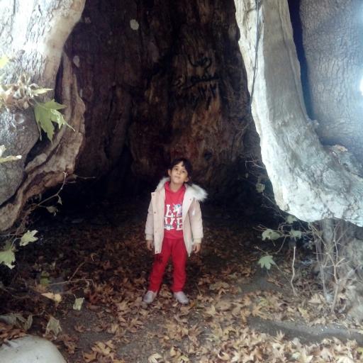 عکس درخت چنار تاریخی رهن