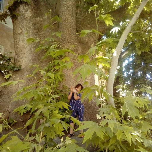 عکس درخت چنار تاریخی رهن