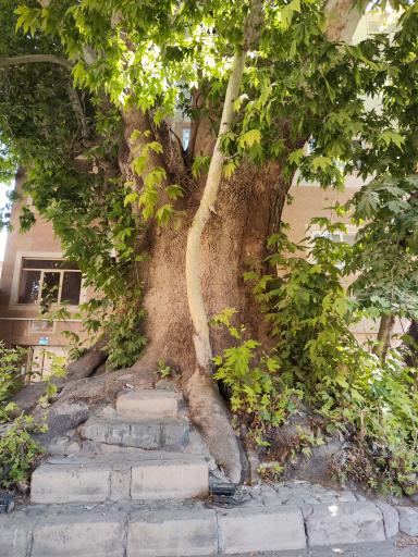 عکس درخت چنار تاریخی رهن