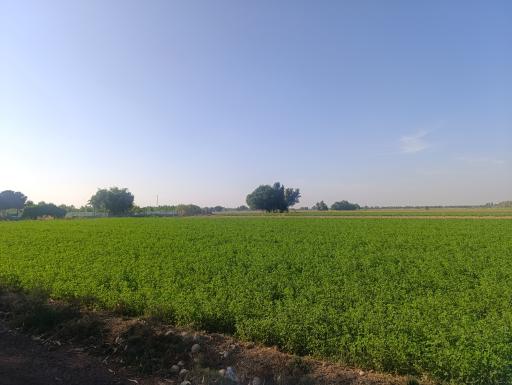 کوشکک
