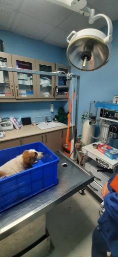 عکس کلینیک و پت شاپ دارکوب