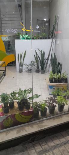 عکس رادیکال گل