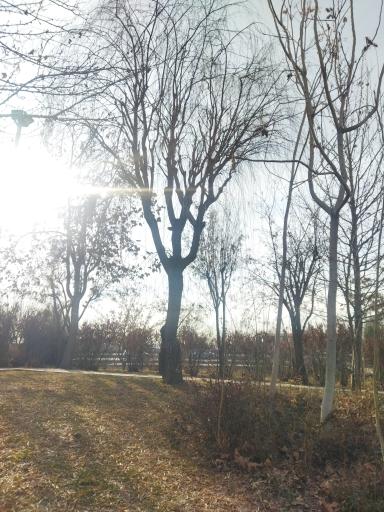 عکس بوستان افرا