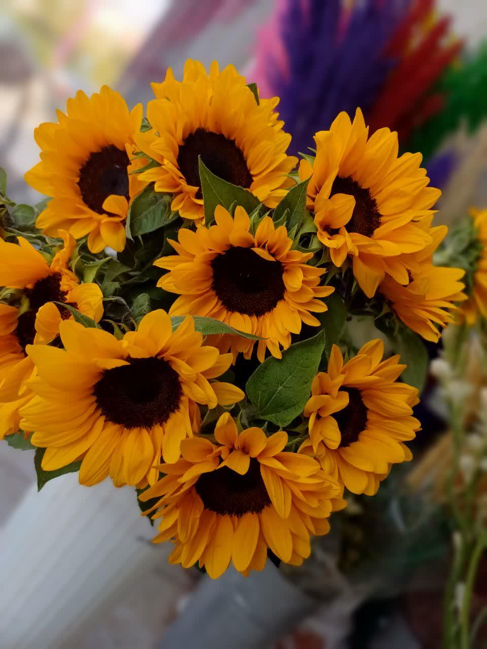 عکس گلسرای آفتاب