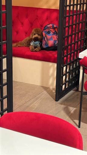 عکس فست فود نوستالژیکا