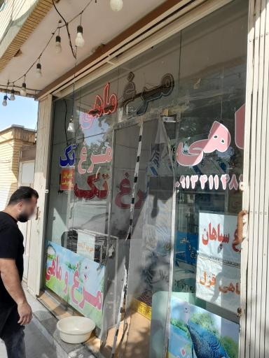 عکس مرغ ماهی تک 