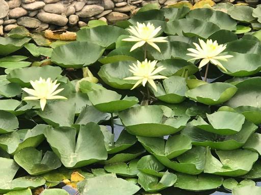 عکس گلستان ویتاسه