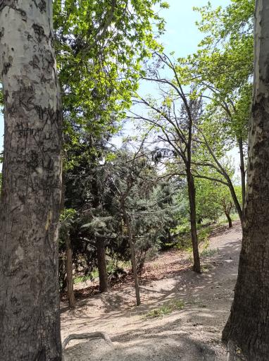 عکس بوستان جنگلی شیان