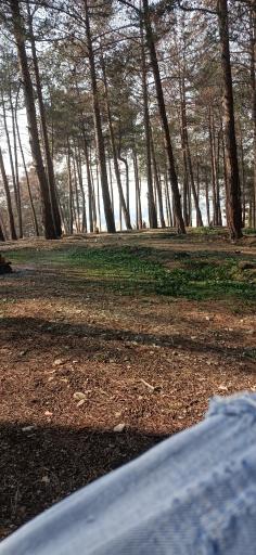 عکس بوستان جنگلی شیان