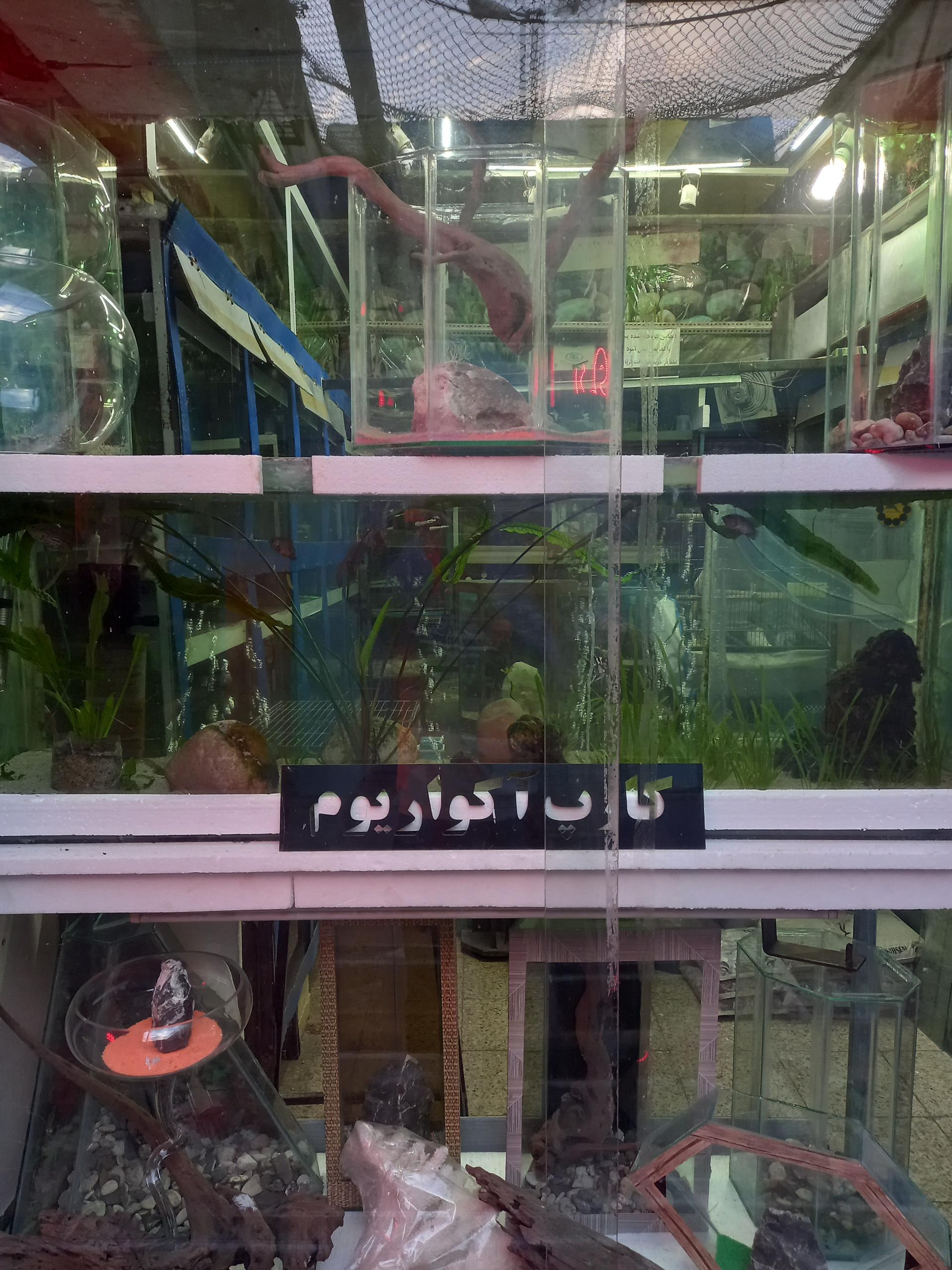 عکس آکواریوم کارپ