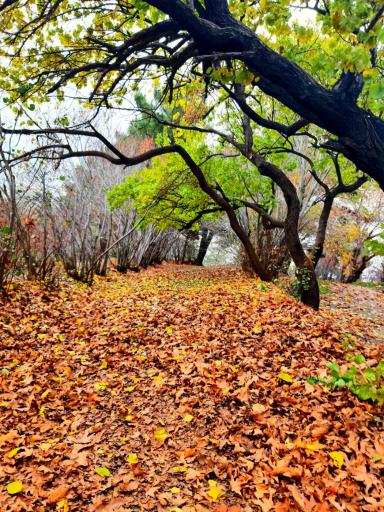 عکس بوستان جنگلی شیان