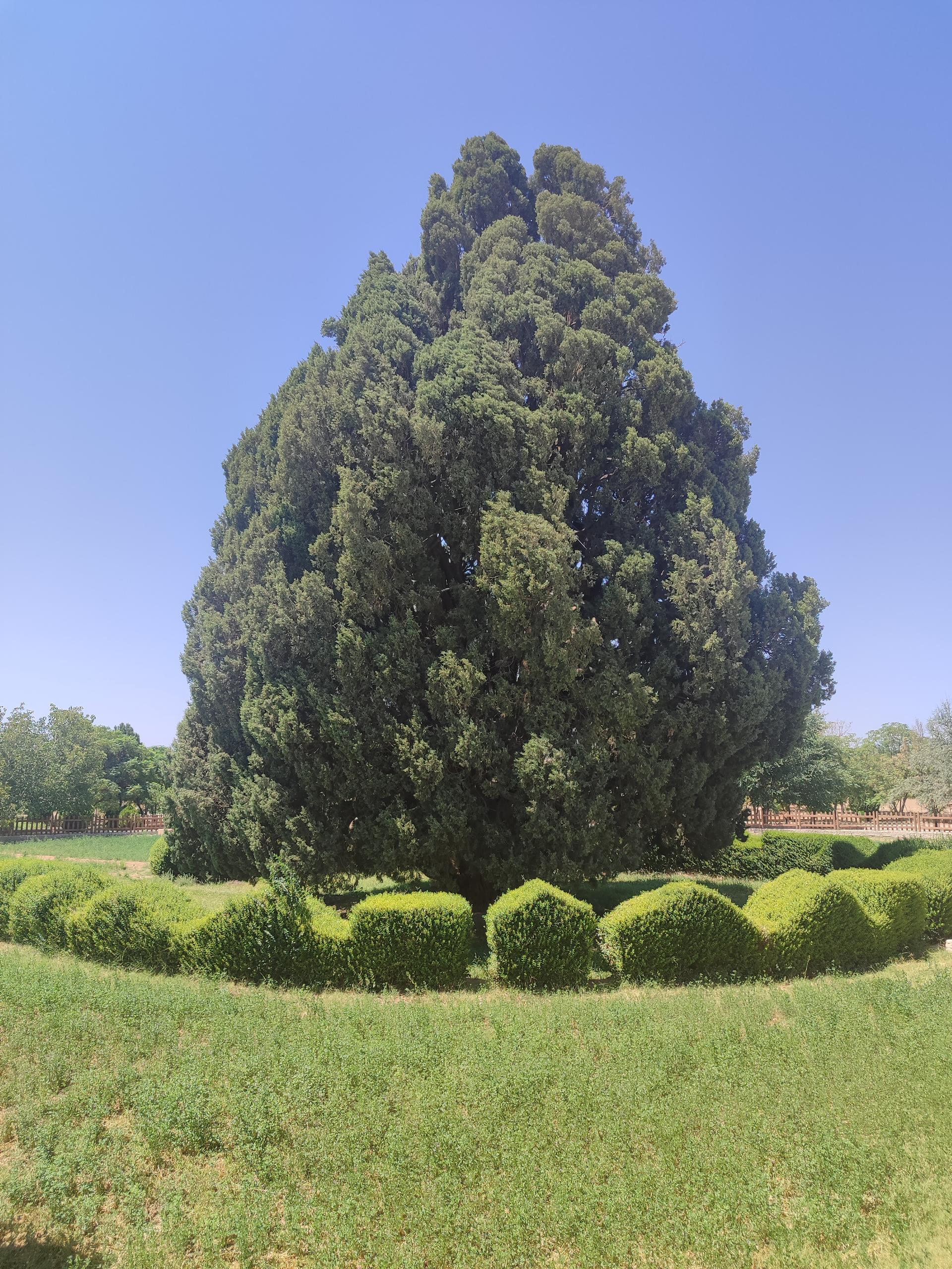 عکس سرو ابرکوه