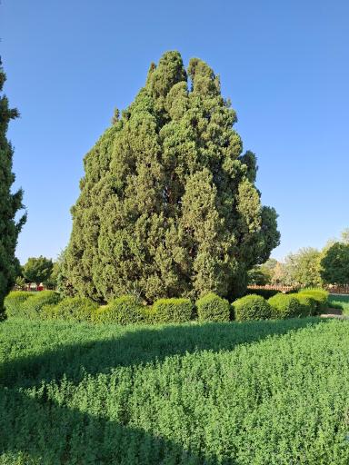 عکس سرو ابرکوه