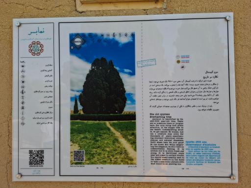 عکس سرو ابرکوه