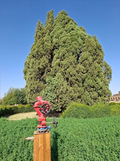 عکس سرو ابرکوه