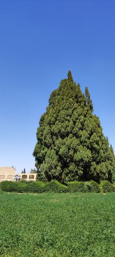 عکس سرو ابرکوه