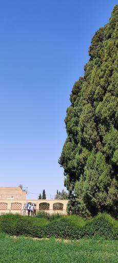 عکس سرو ابرکوه