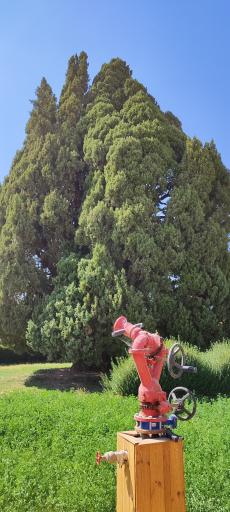 عکس سرو ابرکوه