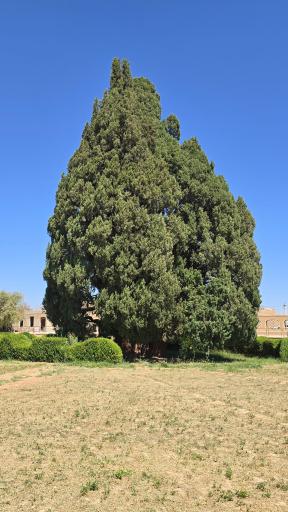 عکس سرو ابرکوه