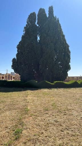 عکس سرو ابرکوه