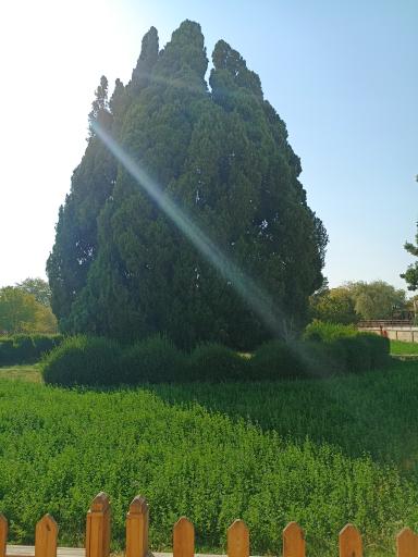 عکس سرو ابرکوه