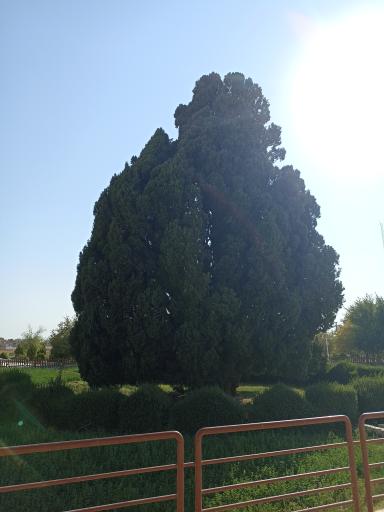 عکس سرو ابرکوه