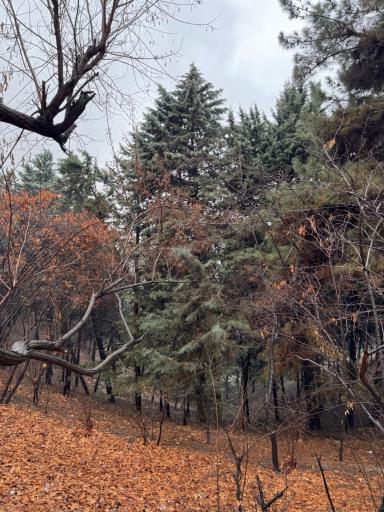 عکس بوستان جنگلی شیان