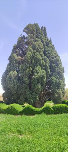 عکس سرو ابرکوه