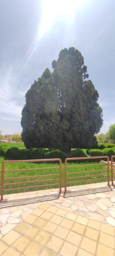 عکس سرو ابرکوه