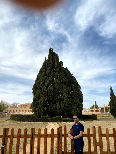 عکس سرو ابرکوه