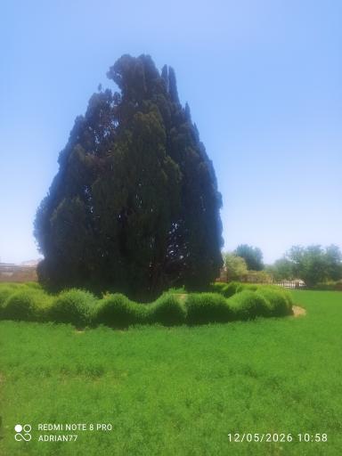 عکس سرو ابرکوه